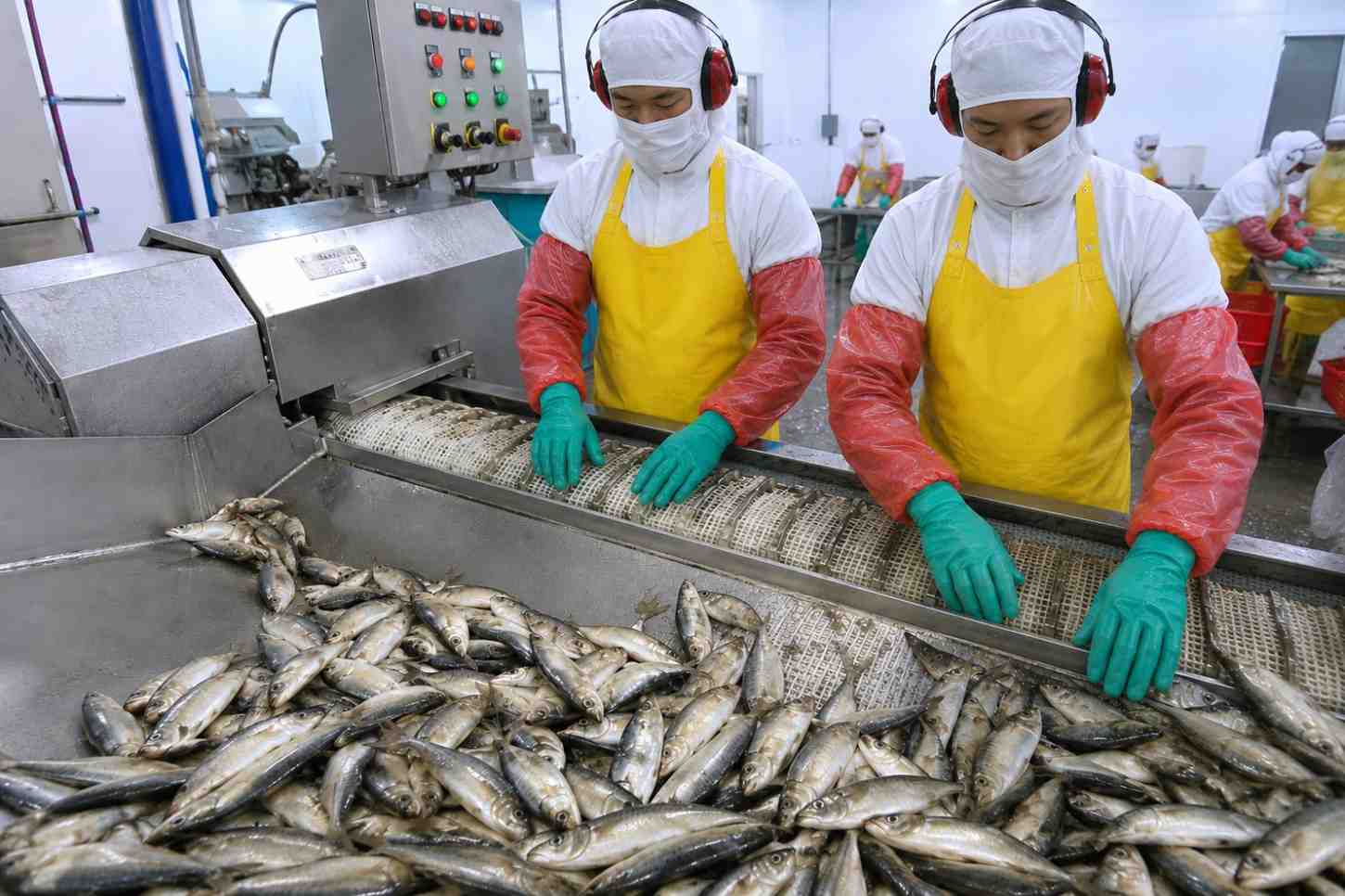 Canned Sardine Manufacturer