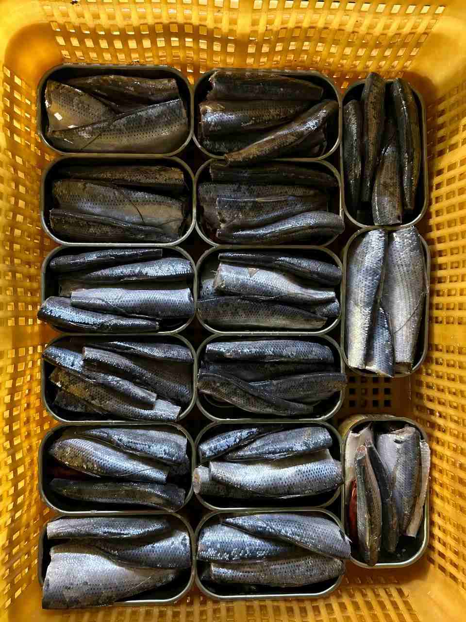 Canned Fish Manufacturer for South Africa